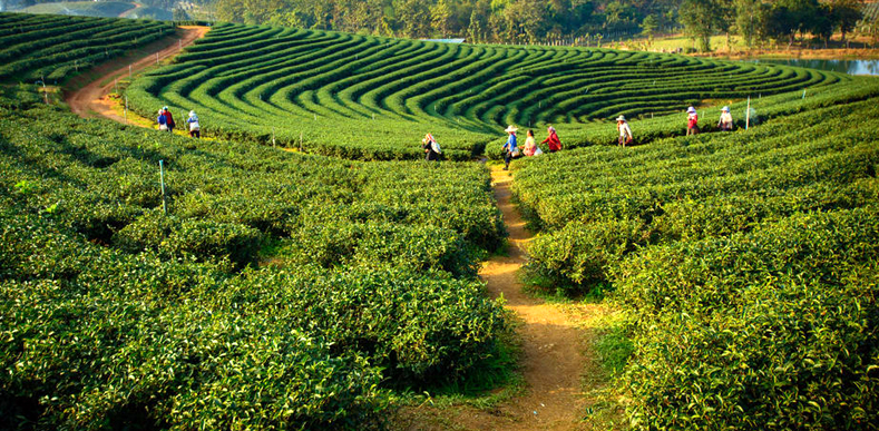 North East Delight With Pelling Package