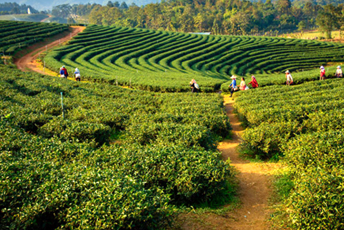 North East Delight With Pelling