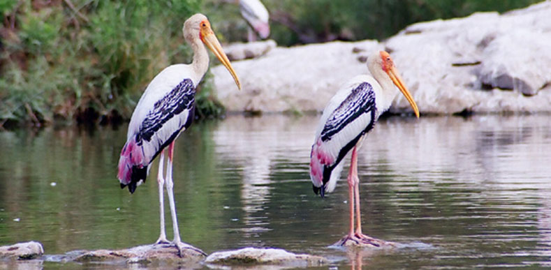 Sultanpur Weekend Tour Sultanpur Weekend Tour